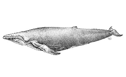 http://www.fieldmuseum.org/Philippine_Mammals/Cetacea/Balaenopteridae/Megaptera_novaeangliae_sk.jpg