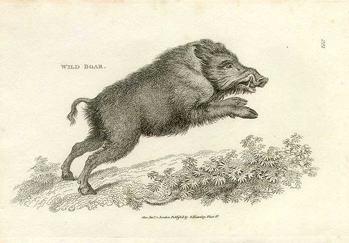 http://www.finerareprints.com/animals/shaw_zoology/10196.jpg