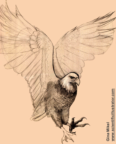 bald eagle flying, pencil study
