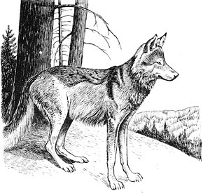 http://www.nature.ca/notebooks/images/img/201_i_canis_lupus_m.jpg