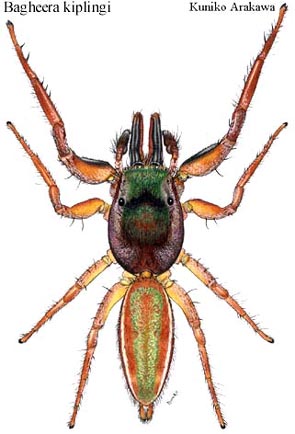 http://salticidae.org/salticid/DIAGNOST/bagheer/kipl-olm.jpg